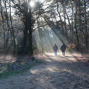 有两个女人在秋天的森林中行走 靠近内地自勒支海拔林的门外太阳光闲暇树叶成人季节女性喜悦树木幸福木头图片