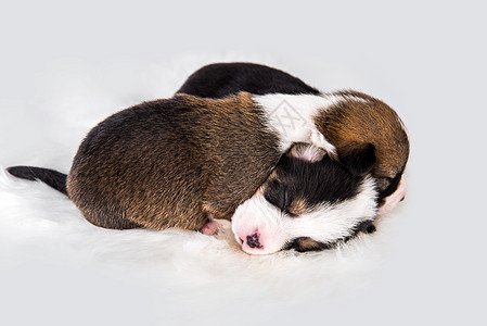 两只白色的彭布罗克 威尔士科吉小狗朋友说谎动物团体食肉犬类童年工作室血统三色图片