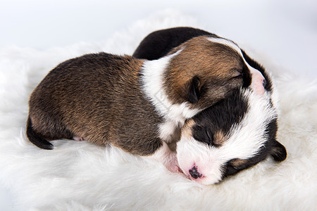 两只白色的彭布罗克 威尔士科吉小狗血统睡眠童年犬类团体食肉宠物三色动物朋友图片
