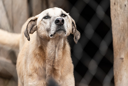狗收容所中的无家可归的狗宠物朋友孤独毛皮锁定哺乳动物房子动物流浪狗窝图片