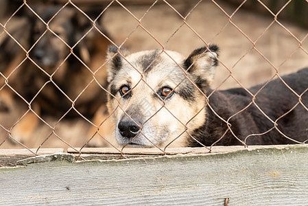 狗收容所中的无家可归的狗悲伤狗窝犬类哺乳动物宠物眼睛动物小狗孤独流浪图片