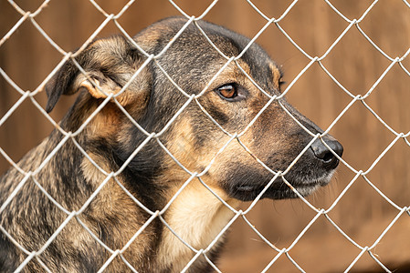 狗收容所中的无家可归的狗犬类流浪眼睛孤独救援朋友哺乳动物笼子悲伤毛皮图片