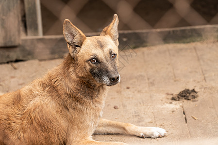 狗收容所中的无家可归的狗朋友犬类房子宠物狗窝哺乳动物锁定救援笼子栅栏图片