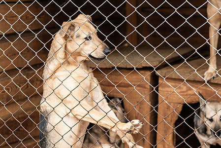 狗收容所中的无家可归的狗笼子哺乳动物犬类眼睛小狗动物流浪狗窝孤独房子图片