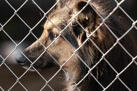 狗收容所中的无家可归的狗眼睛锁定朋友救援悲伤栅栏笼子孤独毛皮动物图片