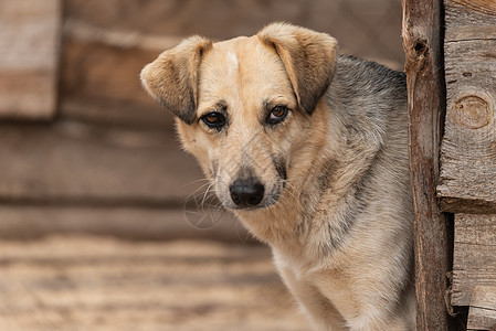 狗收容所中的无家可归的狗朋友悲伤小狗孤独救援眼睛栅栏笼子锁定流浪图片