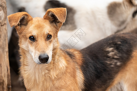 狗收容所中的无家可归的狗流浪笼子毛皮狗窝犬类哺乳动物救援孤独悲伤小狗图片