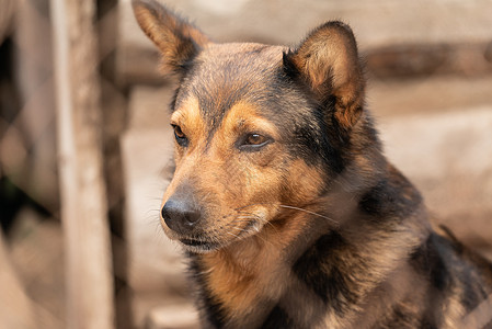 狗收容所中的无家可归的狗狗窝孤独眼睛锁定哺乳动物流浪动物栅栏宠物犬类图片
