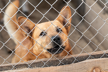 狗收容所中的无家可归的狗笼子朋友救援犬类房子哺乳动物栅栏流浪孤独小狗图片