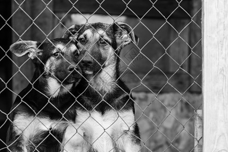 流浪狗收容所的黑白狗照片 被遗弃的狗 BW犬类毛皮动物笼子孤独哺乳动物栅栏朋友小狗寂寞图片