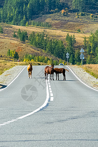 跑道上的马 马在路上 通往山的柏油路 阿尔泰的山路图片