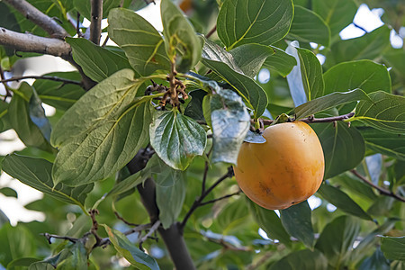 长生树和含绿叶的果实收成叶子水果植物饮食甜点情调橙子热带柿子图片