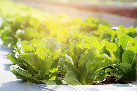 种植园中绿色 cos 生菜有机农场的新鲜树苗 生产和栽培农业以及在田间收获绿叶 蔬菜菜园和健康食品概念食物水培叶子收成饮食树叶营图片