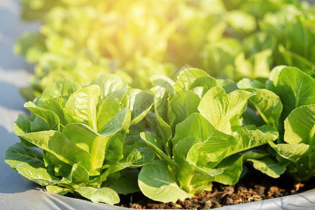 种植园中绿色 cos 生菜有机农场的新鲜树苗 生产和栽培农业以及在田间收获绿叶 蔬菜菜园和健康食品概念植物叶子技术营养饮食场地食图片