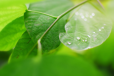 绿叶上的水滴生活植物群宏观雨滴生长环境树叶叶子飞沫植物图片