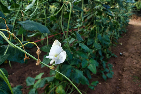 花园中的长豆豆豆收成豆荚院子农场团体水果树叶蔬菜农业食物图片