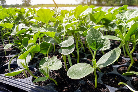 种植在花园里的小型西瓜树 农民用它来分析植物土壤发芽地面生态叶子幼苗食物种子西瓜生长图片