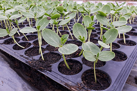 种植在花园里的小型西瓜树 农民用它来分析植物生长水果生活场地地面土壤农场幼苗农业蔬菜图片