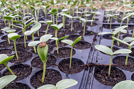 种植在花园里的小型西瓜树 农民用它来分析植物地面环境生长幼苗生态土壤蔬菜生活食物发芽图片
