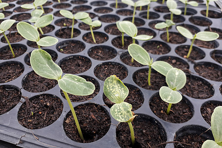 种植在花园里的小型西瓜树 农民用它来分析植物地面食物农业蔬菜生活农场环境土壤生态生长图片