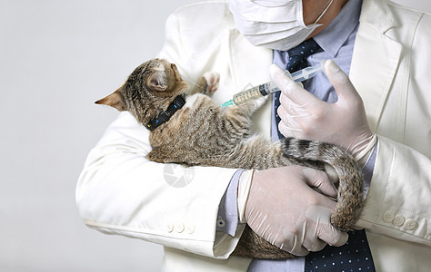 将猫和疫苗药物注射给猫的医生兽医女性哺乳动物动物宠物成人诊所考试帮助助手图片