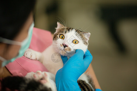 医生有粉色西装 在动物医院抱着猫图片