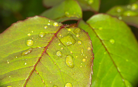 绿色绿叶雨滴宏观气泡静脉植物树叶水滴环境水分花园季节图片