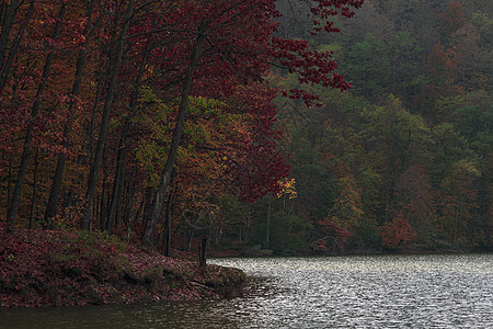在美丽的秋天 五彩缤纷的森林和环绕着它的湖泊图片
