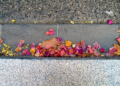 秋叶和鲜花在路上图片