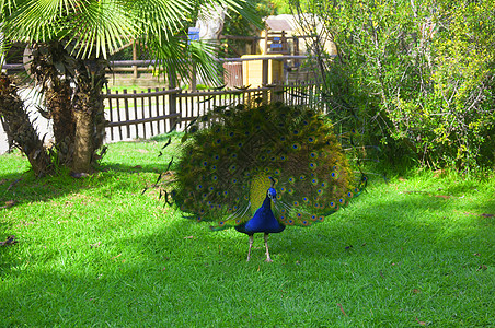 蓝孔雀 有美丽的开阔尾巴图片