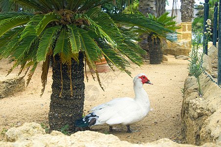 夏天 小棕榈树下面的大白鸭图片