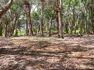 复活节岛的森林 干燥的森林地标花园林地纪念碑椰子力气天堂艺术房子海域图片