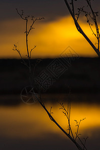 日落时的湖 沿海草和树木 水上的夕阳照亮太阳反射橙子支撑季节海岸池塘海滩蓝色天空图片