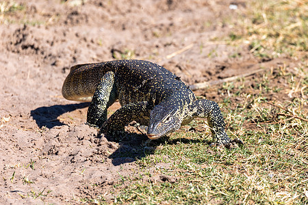 博茨瓦纳乔贝监测非洲野生生物的利查德怪物荒野蜥蜴爬行动物监视器野生动物生活皮革地面捕食者图片