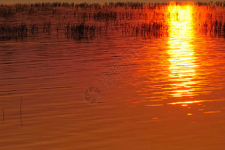 在湖面水面上流淌橘子 湖中草和日落的反射绳索池塘伤害海浪晴天剪影牧歌运河橙子蓝色图片