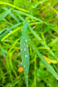 雨后绿草上的露水或水滴图片