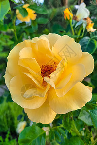 花园里有一朵美丽的橙色玫瑰花的景象图片