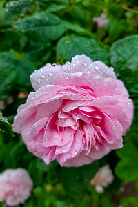 春夏雨后花园里有粉红色的玫瑰图片