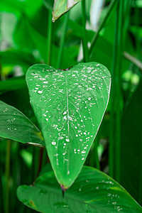 花园里绿色树叶上滴落的水滴图片