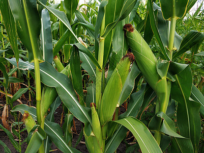 Cornfield 玉米的绿茎 村里的农业国家农场谷物阳光麦田土地叶子收成粮食草地图片