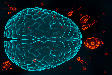 食脑型阿米亚巴感染 尼埃利虫病 白旗状物 马诺锡石和寄生虫的细胞 3D插图寄生疾病药品原虫落枕福莱动物微生物脑炎医疗图片