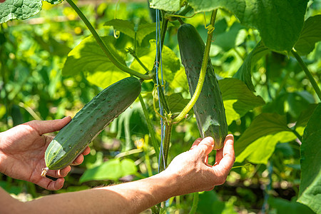 在一个有机农场的温室里生长的绿黄瓜花园蔬菜太阳农业营养叶子植物衬套树叶收成图片