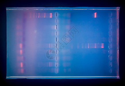 电光反应后用DNA胶凝胶缝合 PCR之后的电光反应结果图片