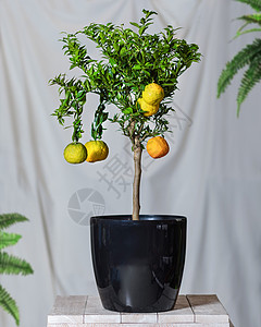 黑锅中的柠檬植物图片