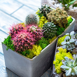 美丽的天体仙人掌特写政权桌子容器餐厅碎石座位植物学花园蓝色植物馆图片