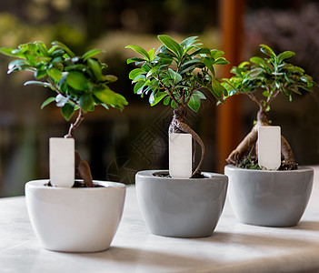 锅中的树花园蓝色气候植物学植物群卵石咖啡店盆景艺术花瓶图片