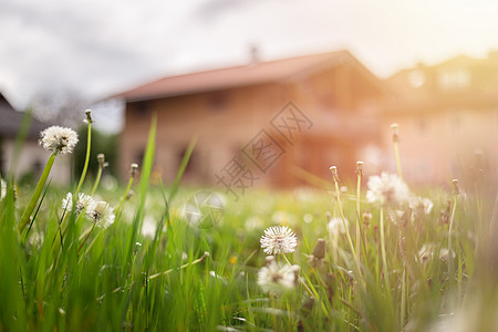 新家 春天 在房子门前的丹迪利昂花草地土地空间居住建筑住宅花园绿色贷款院子图片