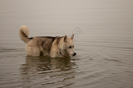 西伯利亚哈斯基在寒冷的加拿大日子里游泳犬类蓝色海滩动物宠物毛皮小狗跑步游戏假期图片