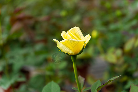 花园里异常的孤单黄玫瑰花朵周年植物群纪念日花瓣生日叶子庆典卡片宏观墙纸图片