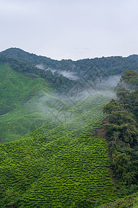 高地山丘的绿茶种植园 最好的茶叶生长在潮湿 浓雾和高温的山区热带细雨叶子土地女性高地旅行植物场地农业图片